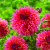 Dealing with Dahlias