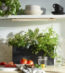 Plants for Every Room of Your Home