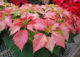 Keep Holiday Plants Looking Their Best