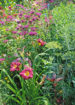 Flower Bed Maintenance Keeps Gardens Looking Their Best All Summer Long